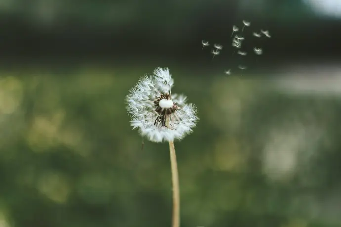 white flower in tilt shift lens